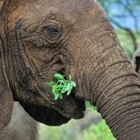 Sanftmütiger Dickhäuter, Tansania