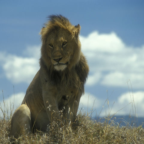 Majestätischer Löwe, Tansania