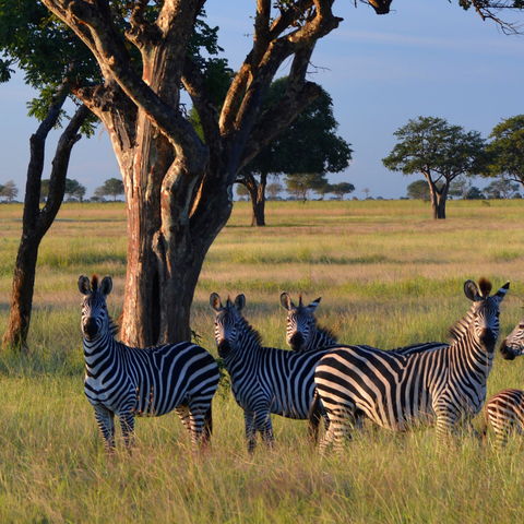 Zebras im Mikumi-Nationalpark, Tansania