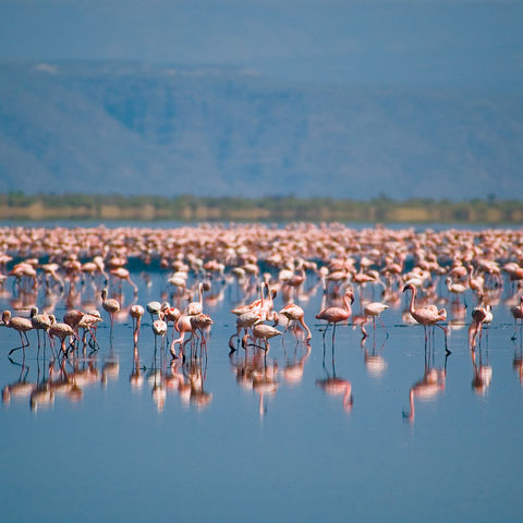 Flamingos auf dem Natron-See, Tansania