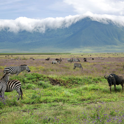 Zebras und Büffel im Ngorongoro Krater, Tansania