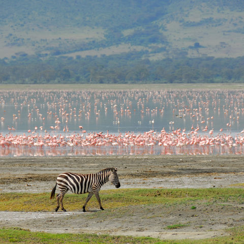 Zebras und pinke Flamingos im Ngorongoro Krater, Tansania