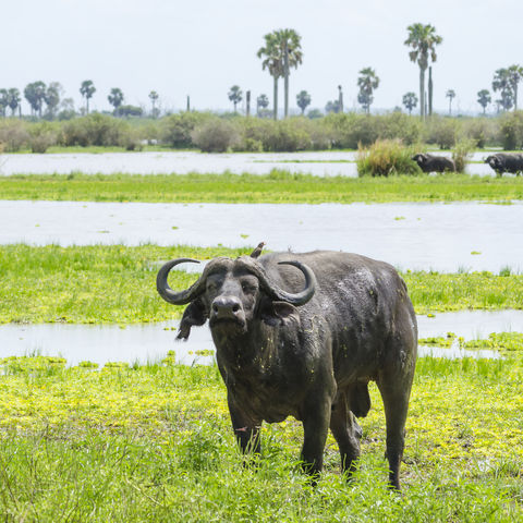 Afrikanischer Büffel im Selous Game Reserve, Tansania