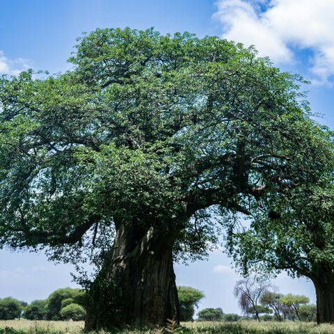 Baobab Baum in der Serengeti, Tansania