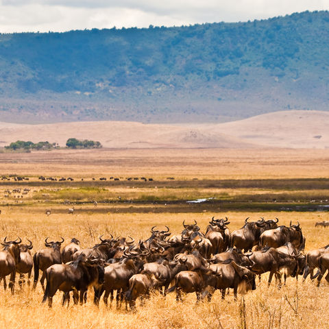 Eine Herde Wildtiere in der Serengeti, Tansania