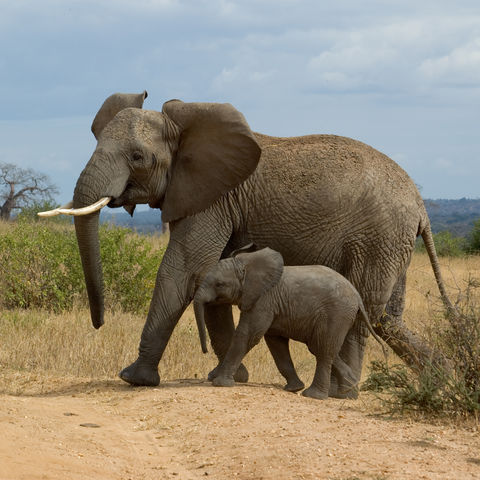 Elefant und Junges im Serengeti-Nationalpark, Tansania