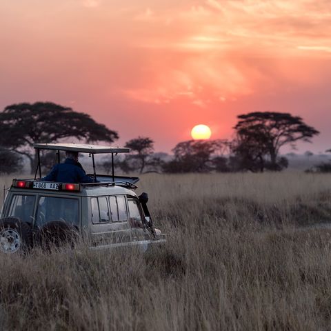 Safari bei Sonnenuntergang, Tansania