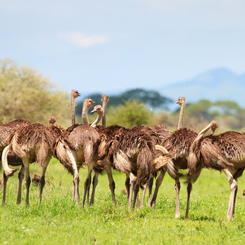 Strauße in der Serengeti, Tansania