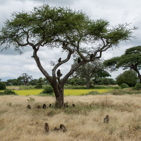 Paviane im Tarangire-Nationalpark, Tansania