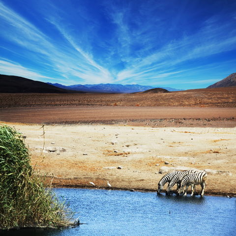 Zebras an einer Wasserstelle, Tansania