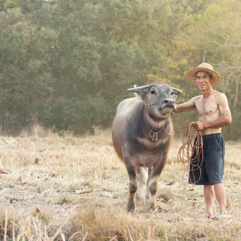 Ein Büffelfarmer auf dem Land, Thailand