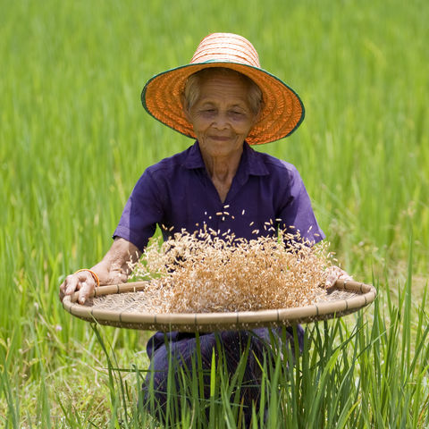 Eine Arbeiterin im Reisfeld, Thailand