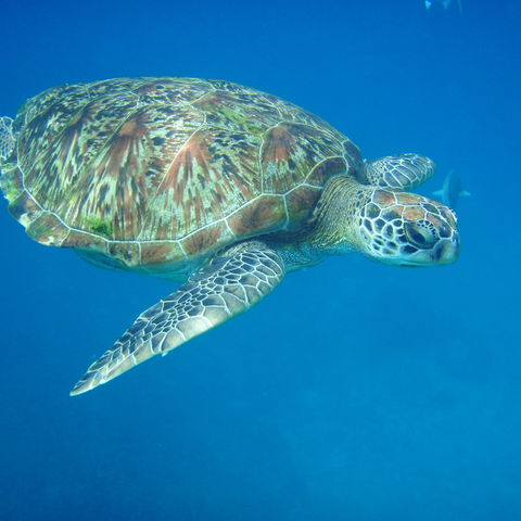 Begegnungen der Unterwasserwelt, Thailand