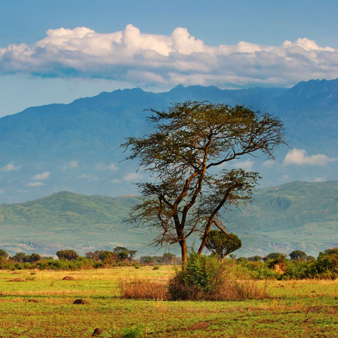 Afrikanische Savanne, Uganda