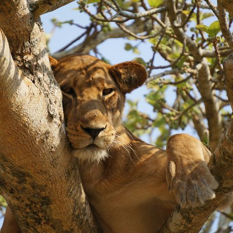 Baumkletternder Löwe in der Ishasha Region, Uganda