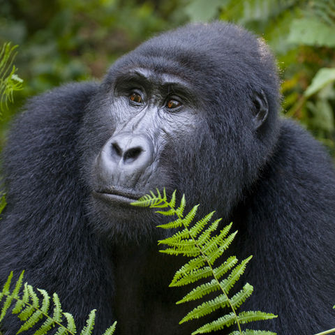 Gorilla schaut aus dem Dickicht, Uganda