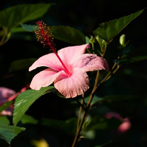 Blühender Hibiskus im Bwindi Nationalpark, Uganda