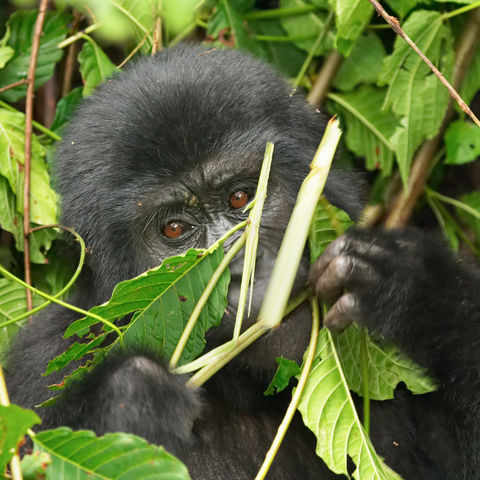 Junger Gorilla, Uganda