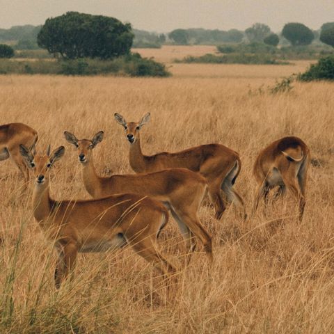 Antilopen im Queen Elisabeth Nationalpark, Uganda