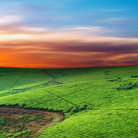 Teeplantage im Sonnenuntergang, Uganda