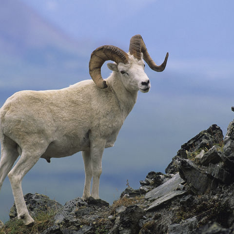 Dallschaf auf einem Felsen, Alaska