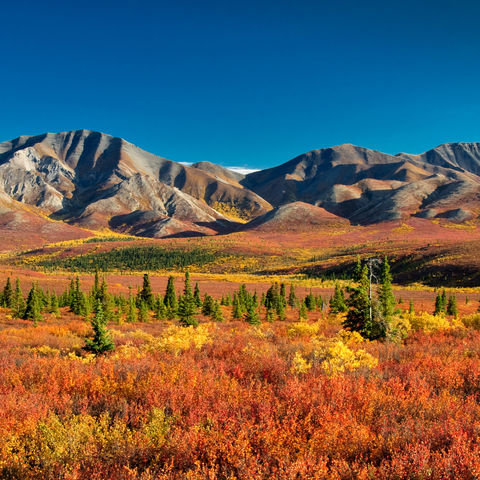 Herbstlicher Farbrausch im Denali Nationalpark, Alaska