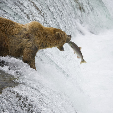 Braunbär fängt einen Lachs, Alaska