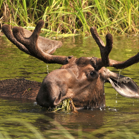 Elchbulle im Wasser, Alaska