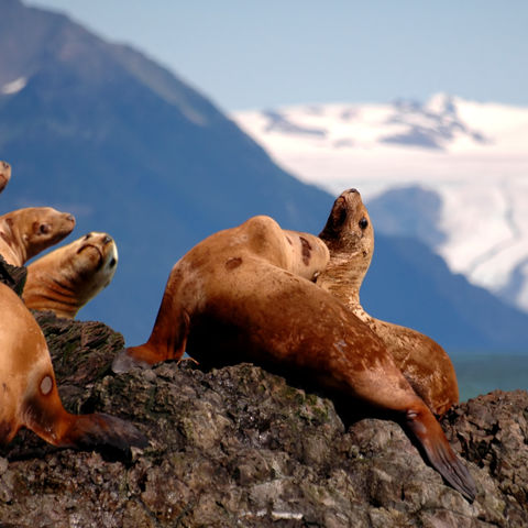 Gruppe von Seelöwen, Alaska