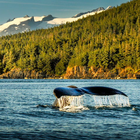 Spektakuläre Walbeobachtung, Alaska