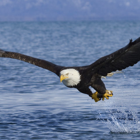 Weißkopfseeadler mit Beute, Alaska