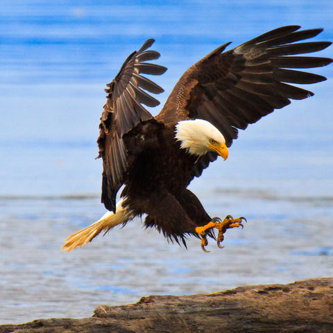 Majestätischer Weißkopfseeadler bei der Landung, Alaska