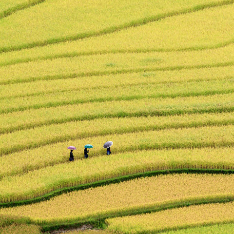 Ein paar Frauen schlendern durch Reisterrassen, Vietnam