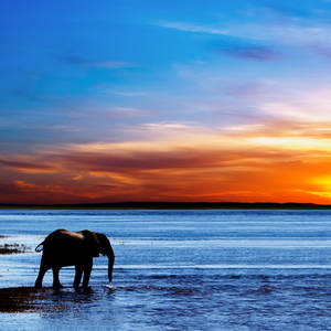 Afrikanischer Elefant beim Sonnenuntergang © Dmitry Pichugin, Dreamstime.com