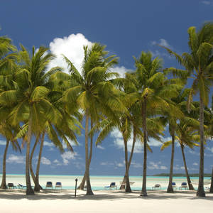 Palmen am Strand © Thinkstock, iStockphoto Palmen am Strand © Thinkstock, iStockphoto