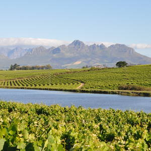 Fruchtbares Weinbaugebiet bei Stellenbosch © Bigpressphoto, Dreamstime.com